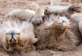 Male lions 