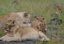 Serengeti lions