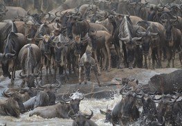 The Serengeti migration