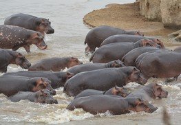 African Hippos