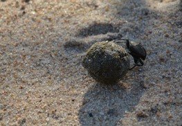 African dung Beetle