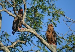 Bateleu eagles