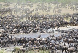Serengeti migration