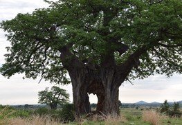 Boabob Tree