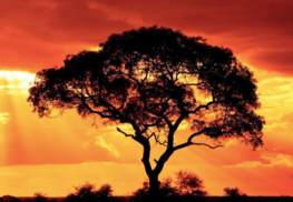 Why Sundowners are important when on Safari