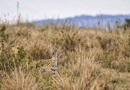 Serengeti Serval Cat