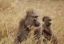 Serengeti Baboons