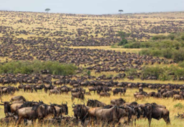 The best time to see the Wildebeest Migration and the Calving season In Tanzania