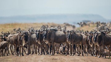 2.THE GREAT MIGRATION