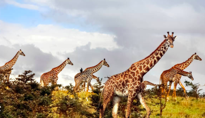 Tanzania Giraffe