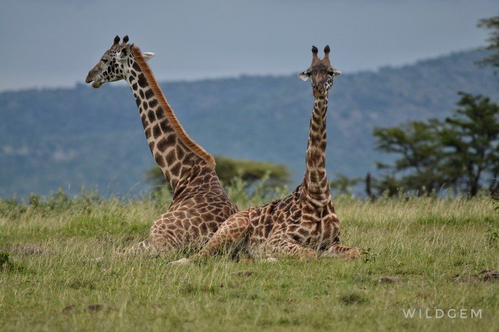 Tanzania Giraffe