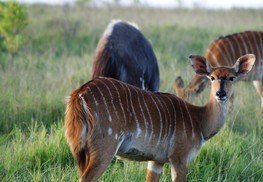 Tanzania wildlife Pictures